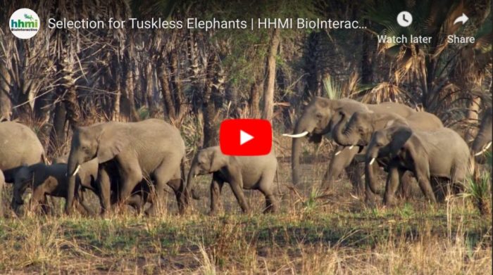 Selection for tuskless elephants answer key