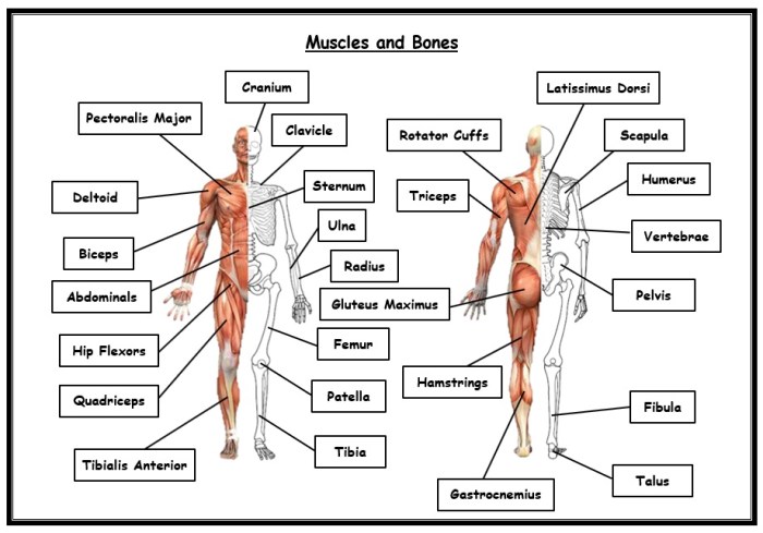 Muscular system worksheet answer key