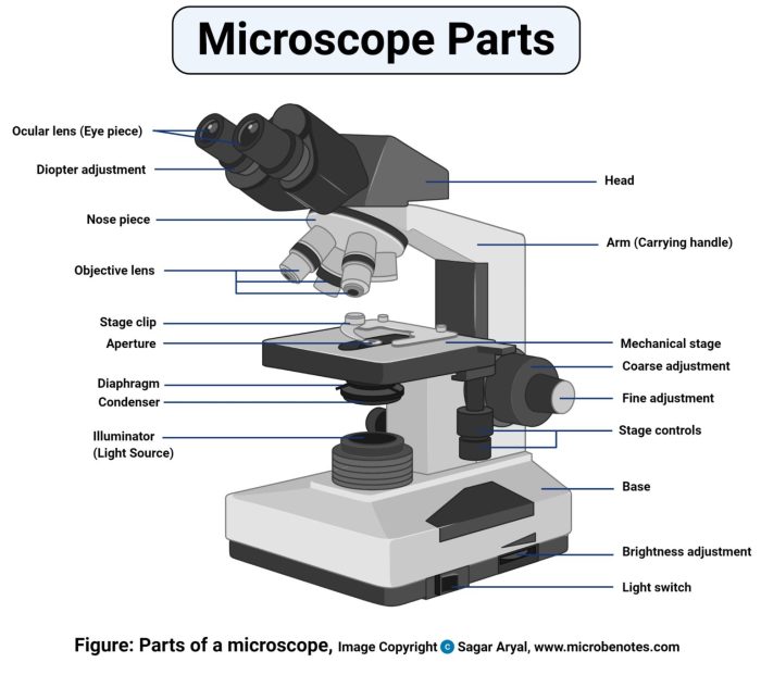 Color the parts of the microscope