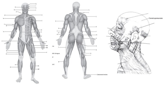 Muscular system worksheet answer key