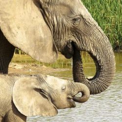 Selection for tuskless elephants answer key