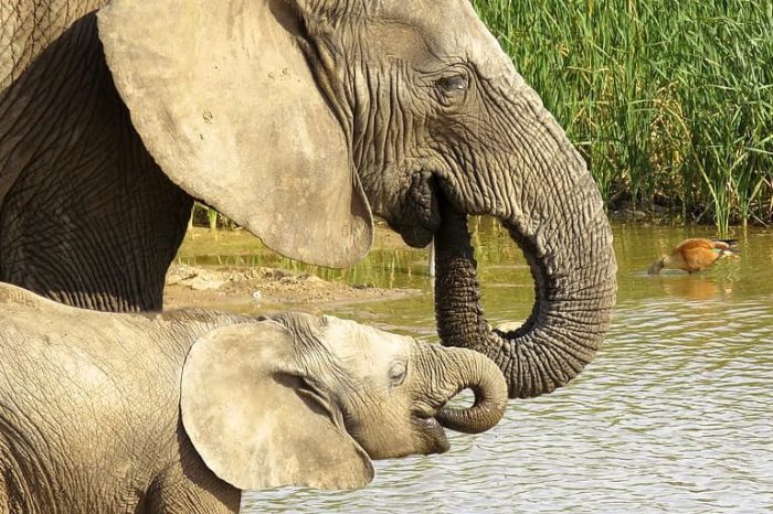 Selection for tuskless elephants answer key