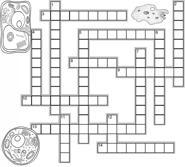 Cell crossword puzzle answer key pdf