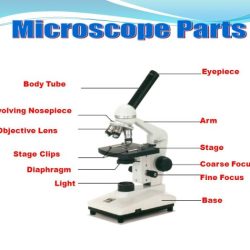 Microscope microscopes getdrawings