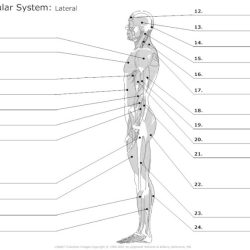 Muscular system worksheet answer key