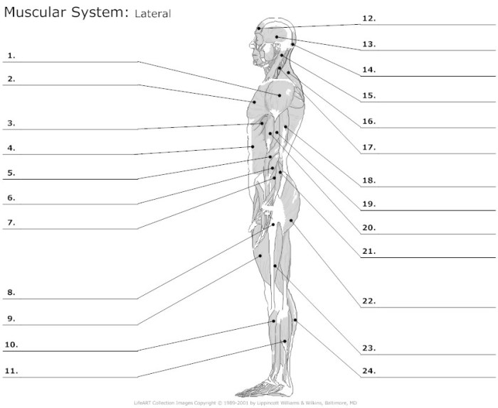 Muscular system worksheet answer key