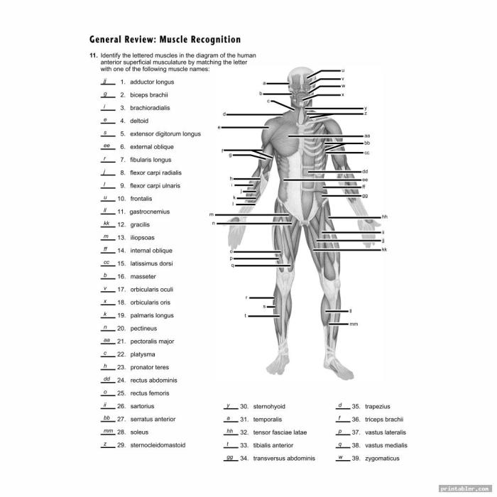 Muscular system worksheet answer key