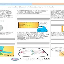 Amoeba sisters video recap of meiosis answers