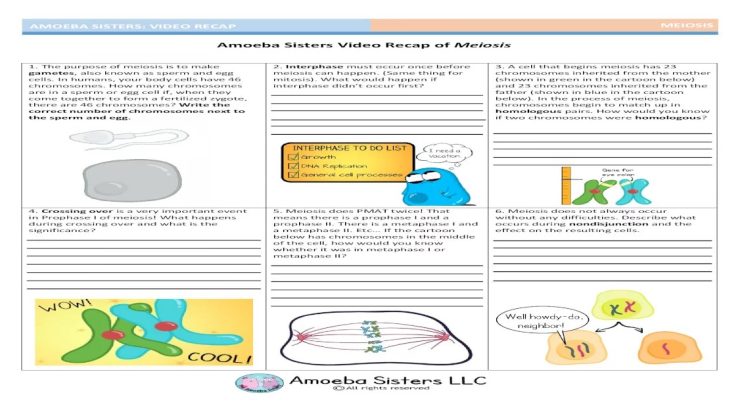 Amoeba sisters video recap of meiosis answers