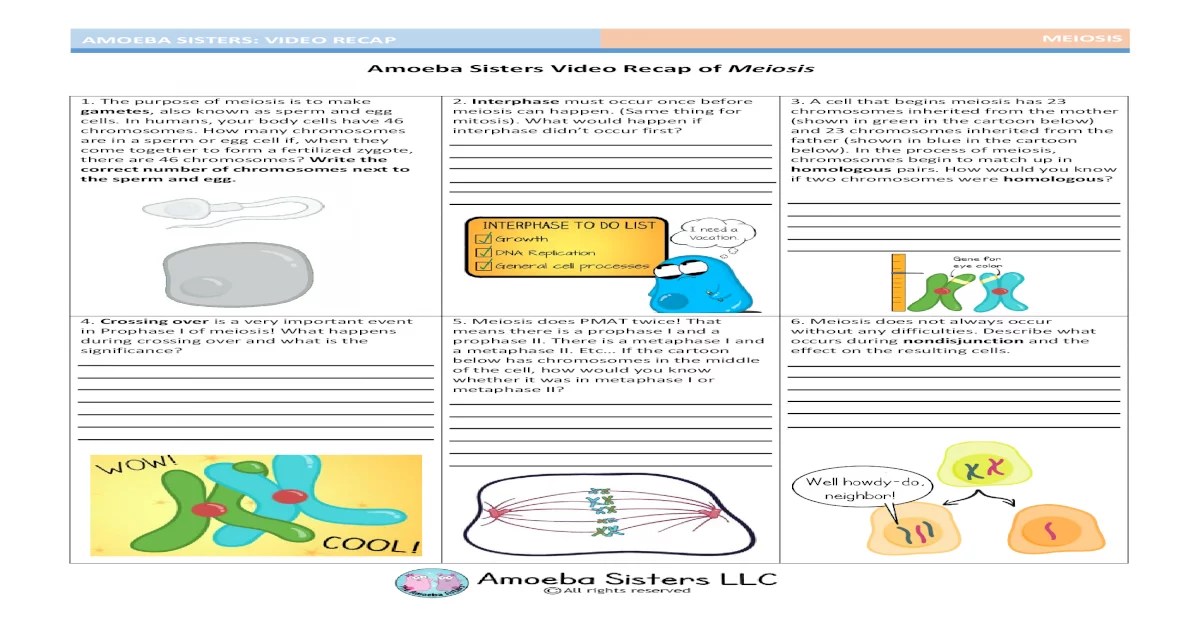 Amoeba sisters video recap of meiosis answers