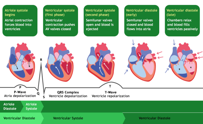 Which of these statements concerning the cardiac cycle is false